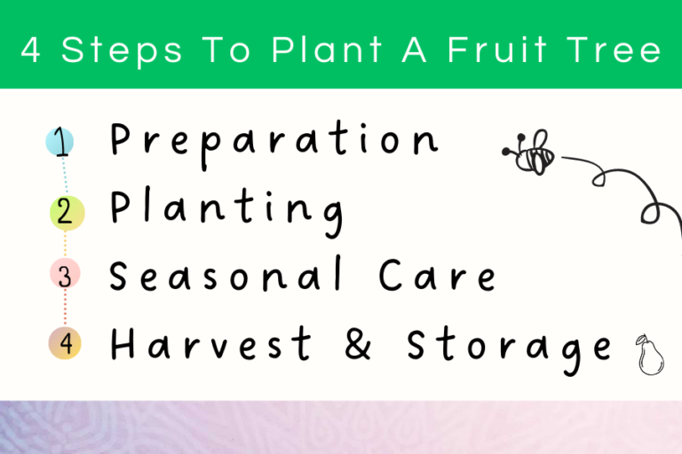 4 Steps To Plant a Fruit Tree
