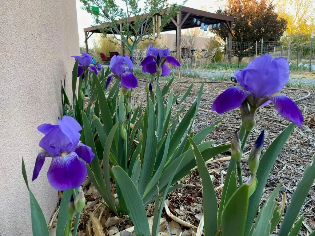 Blue Bearded Blue Iris